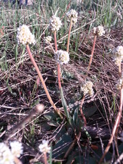 Micranthes rhomboidea