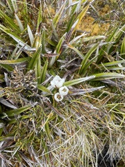 Gentianella diemensis