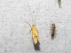 Crocanthes micradelpha