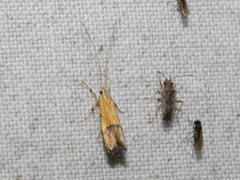 Crocanthes micradelpha