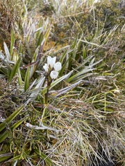 Gentianella diemensis