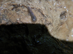 Glossiphoniidae