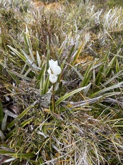 Gentianella diemensis