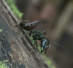 Dinomyrmex gigas