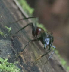 Dinomyrmex gigas
