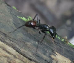 Dinomyrmex gigas