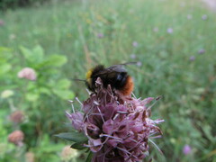 Bombus pratorum