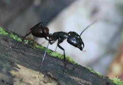 Dinomyrmex gigas