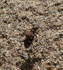 Cosmodela aurulenta aurulenta