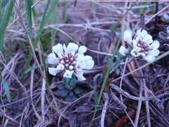 Noccaea fendleri