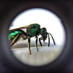 Augochloropsis viridula