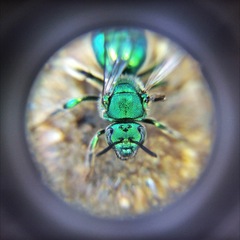 Augochloropsis viridula