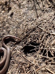 Contia tenuis