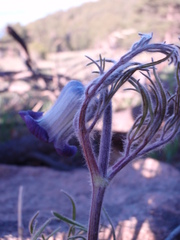 Clematis hirsutissima