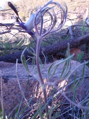 Clematis hirsutissima