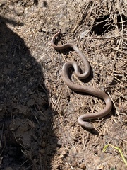 Contia tenuis