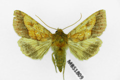 Pyrrhia umbra