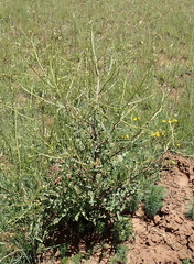 Erucastrum austroafricanum