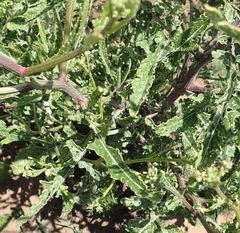 Erucastrum austroafricanum