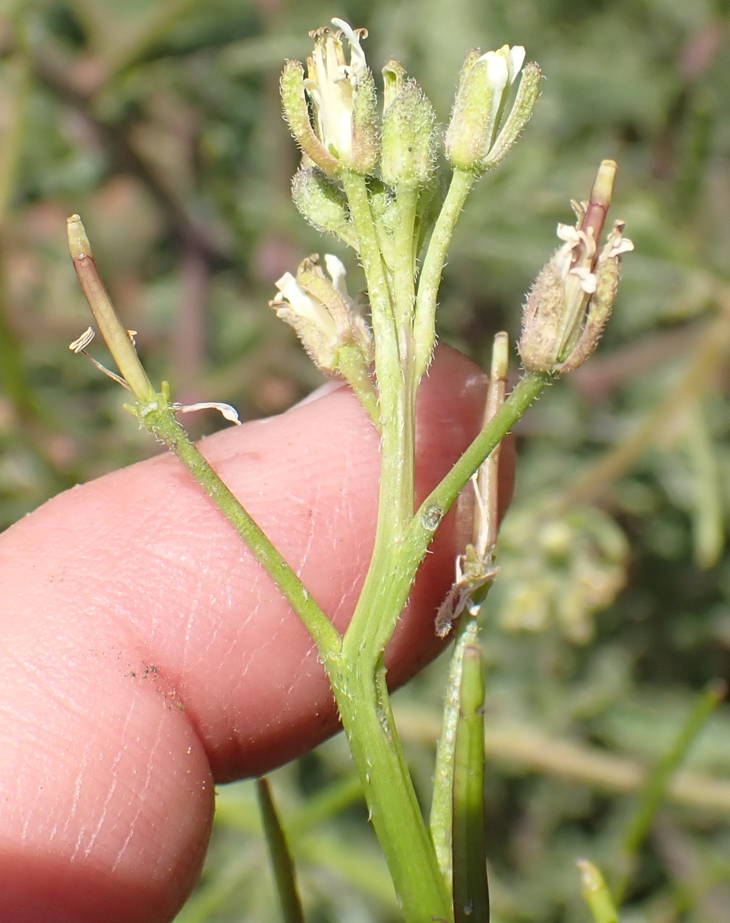 African Turnip (Erucastrum austroafricanum)