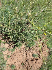 Erucastrum austroafricanum