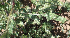 Erucastrum austroafricanum