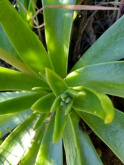 Dudleya lanceolata