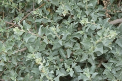 Atriplex halimus
