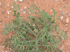 Carrichtera annua