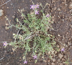 Wahlenbergia denticulata
