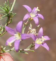 Wahlenbergia denticulata