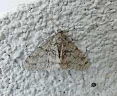 Phigalia strigataria