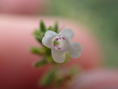 Micromeria varia