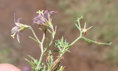 Wahlenbergia denticulata