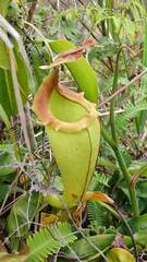 Nepenthes maxima