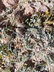 Oxytropis oreophila