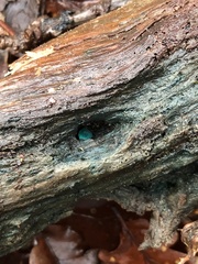 Chlorociboria
