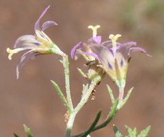 Wahlenbergia denticulata