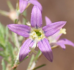 Wahlenbergia denticulata