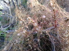 Cuscuta approximata