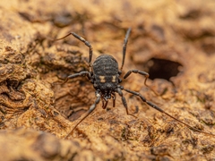 Nemastoma bimaculatum