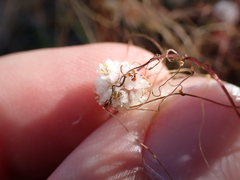Cuscuta approximata