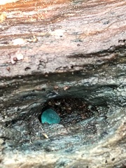 Chlorociboria