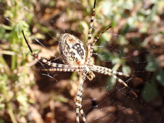 Argiope trifasciata