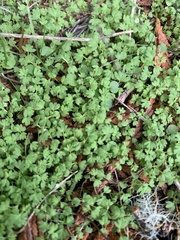 Alchemilla