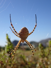 Argiope trifasciata
