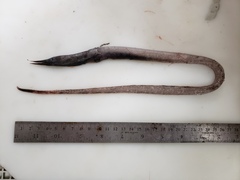 Serrivomer beanii