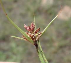 Cyperus rupestris