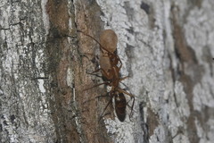 Camponotus substitutus