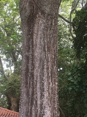 Ceiba aesculifolia